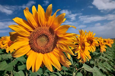 sunflower photography ideas